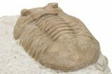 D Asaphus Plautini Trilobite Fossil - Russia #200410-3